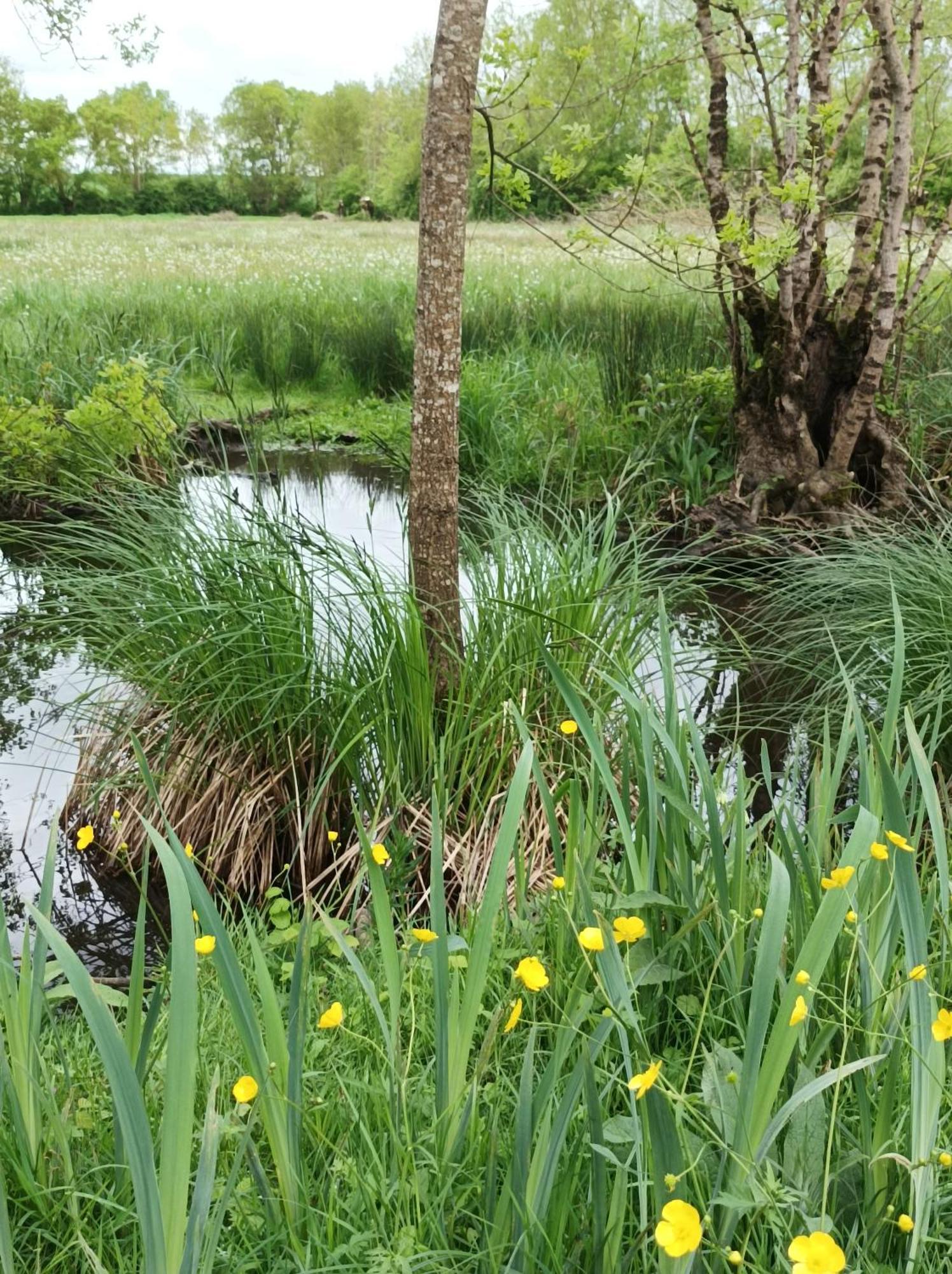 Le Logis De Lange Apt Les Aigrettes Saint-Hilaire-la-Palud Esterno foto
