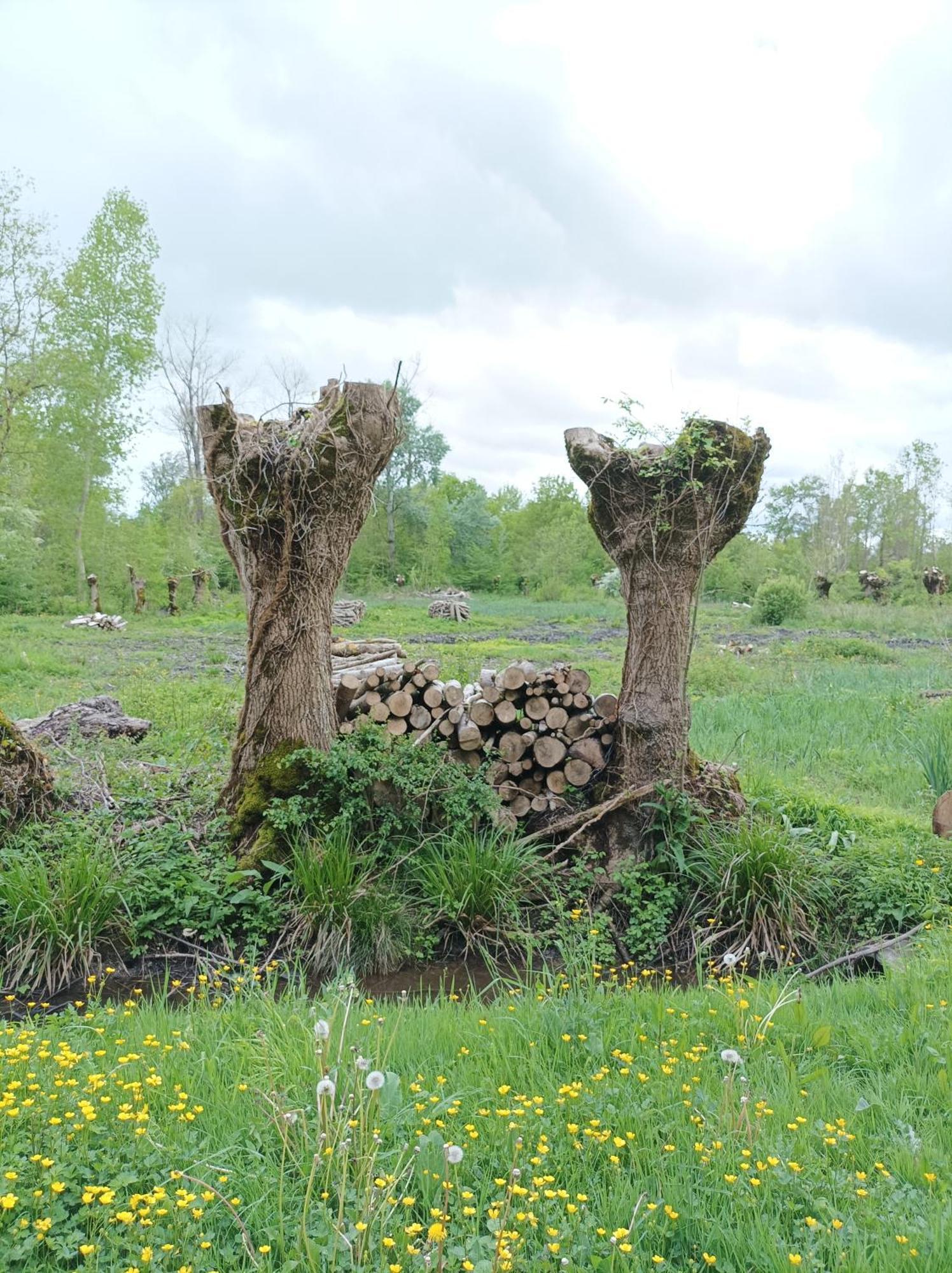 Le Logis De Lange Apt Les Aigrettes Saint-Hilaire-la-Palud Esterno foto